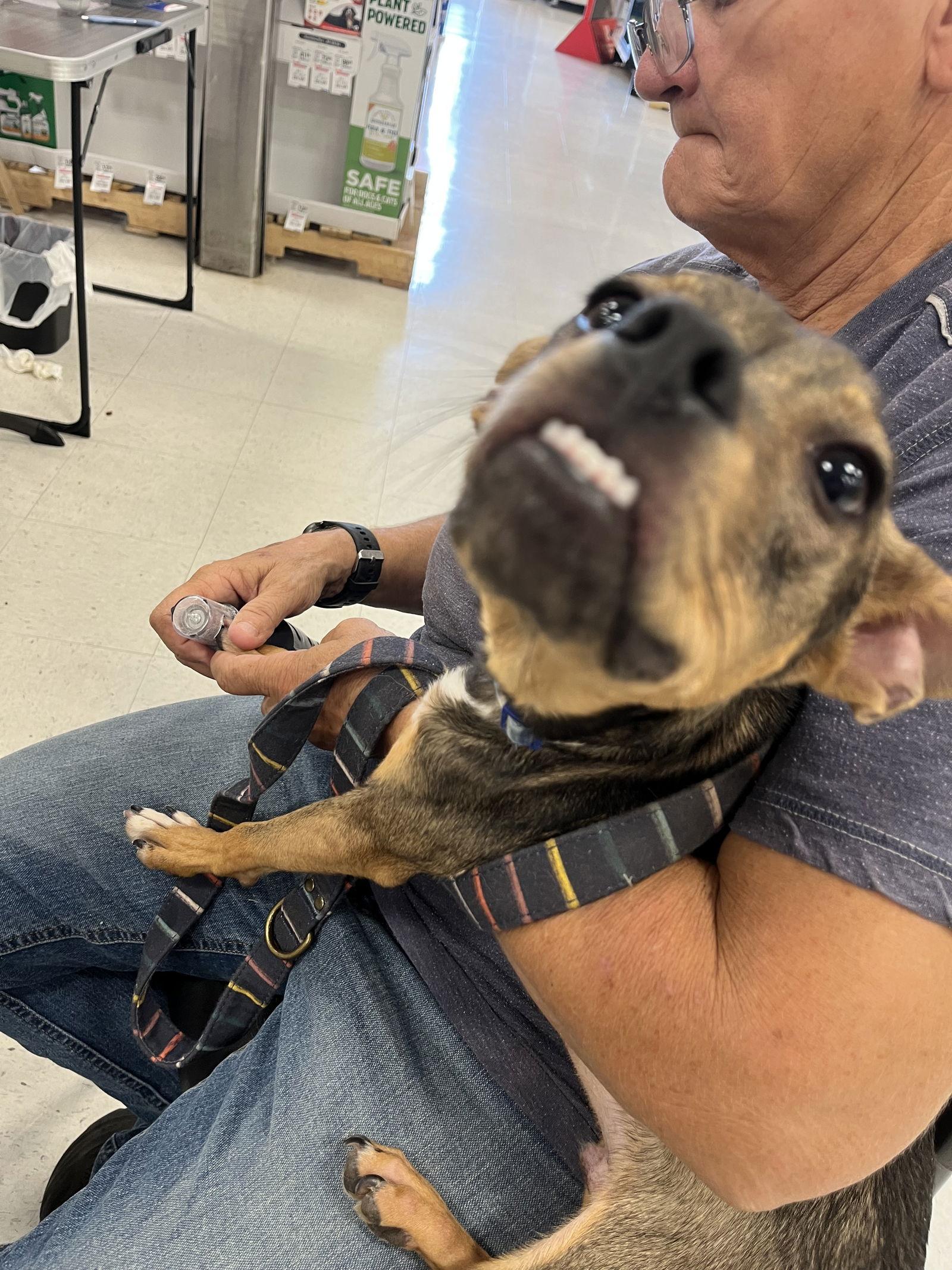 Enlarge Pickle, a Adoptable mixed breed in San Antonio, TX image 1/3