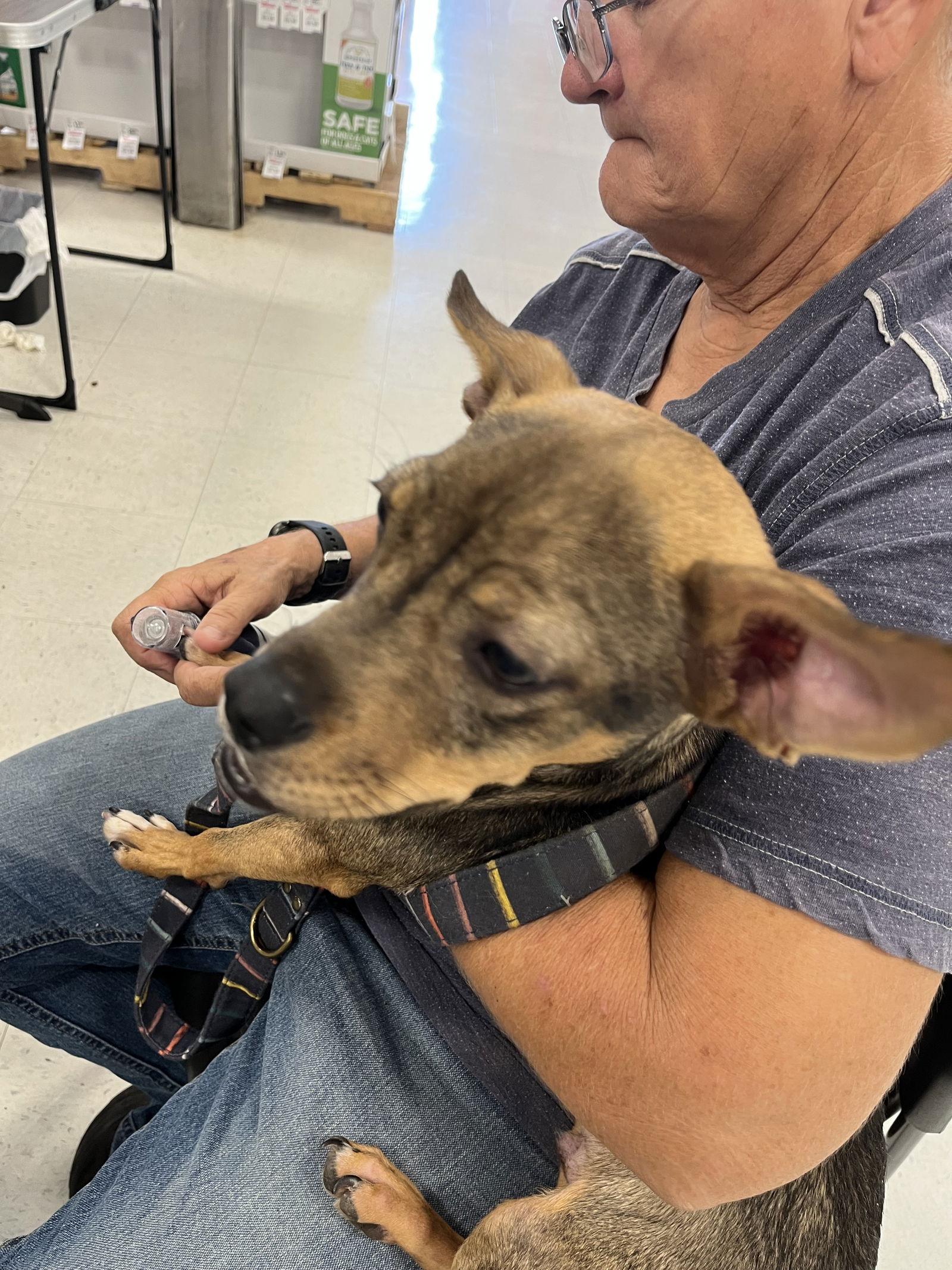 Enlarge Pickle, a Adoptable mixed breed in San Antonio, TX image 2/3