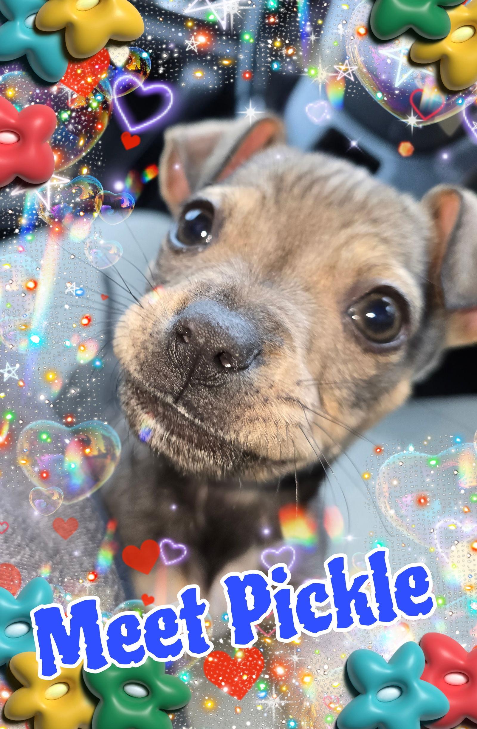 Enlarge Pickle, a Adoptable mixed breed in San Antonio, TX image 3/3