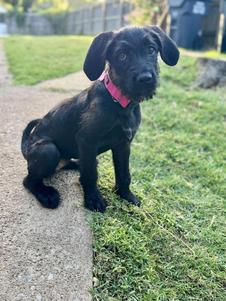 Margot, Adoptable, Puppy Female Labradoodle.