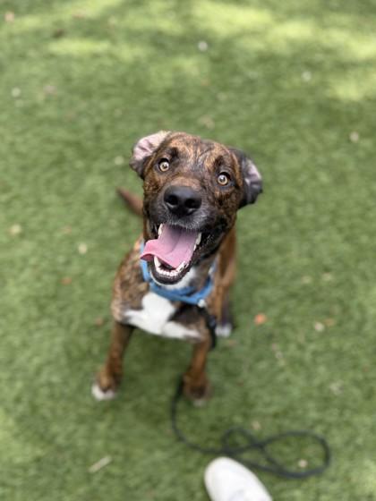 Enlarge Rusty, a Adoptable mixed breed in North Miami Beach, FL image 1/3