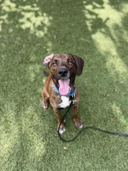 Enlarge Rusty, a Adoptable mixed breed in North Miami Beach, FL image 2/3