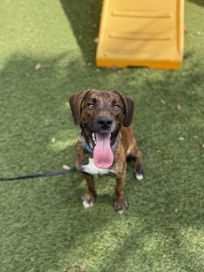 Enlarge Rusty, a Adoptable mixed breed in North Miami Beach, FL image 3/3