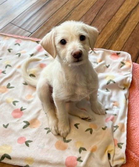 Enlarge **PEEPS**, a Adoptable Bichon Frise in North Prairie, WI image 3/3