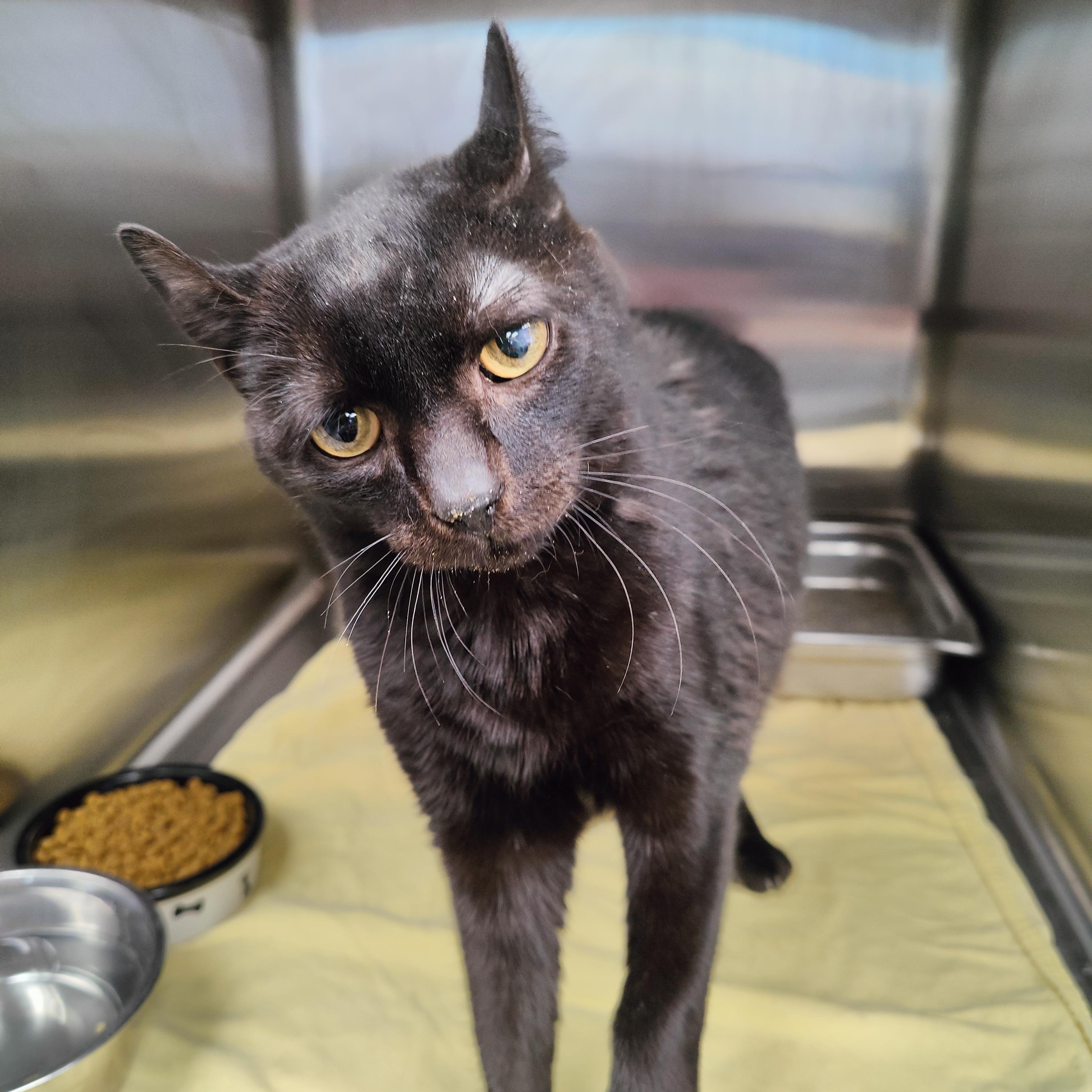 Crackle, Adoptable, Adult Male Domestic Short Hair.