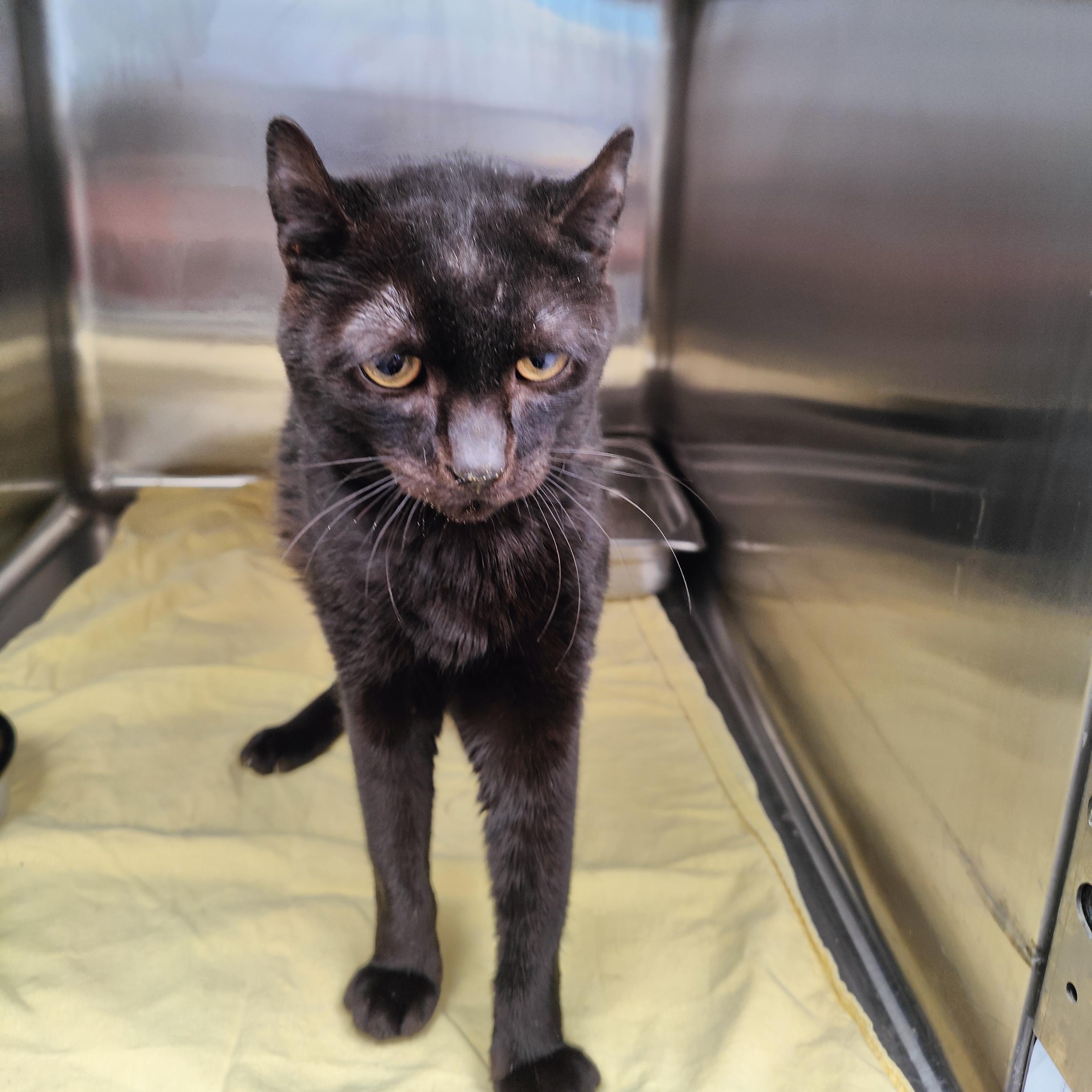 Enlarge Crackle, a Adoptable Domestic Short Hair in Jersey city, NJ image 2/2