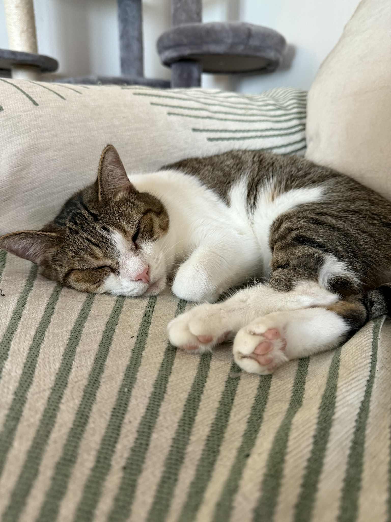 Princess, a Adoptable Domestic Short Hair in Janesville , WI image 2/6