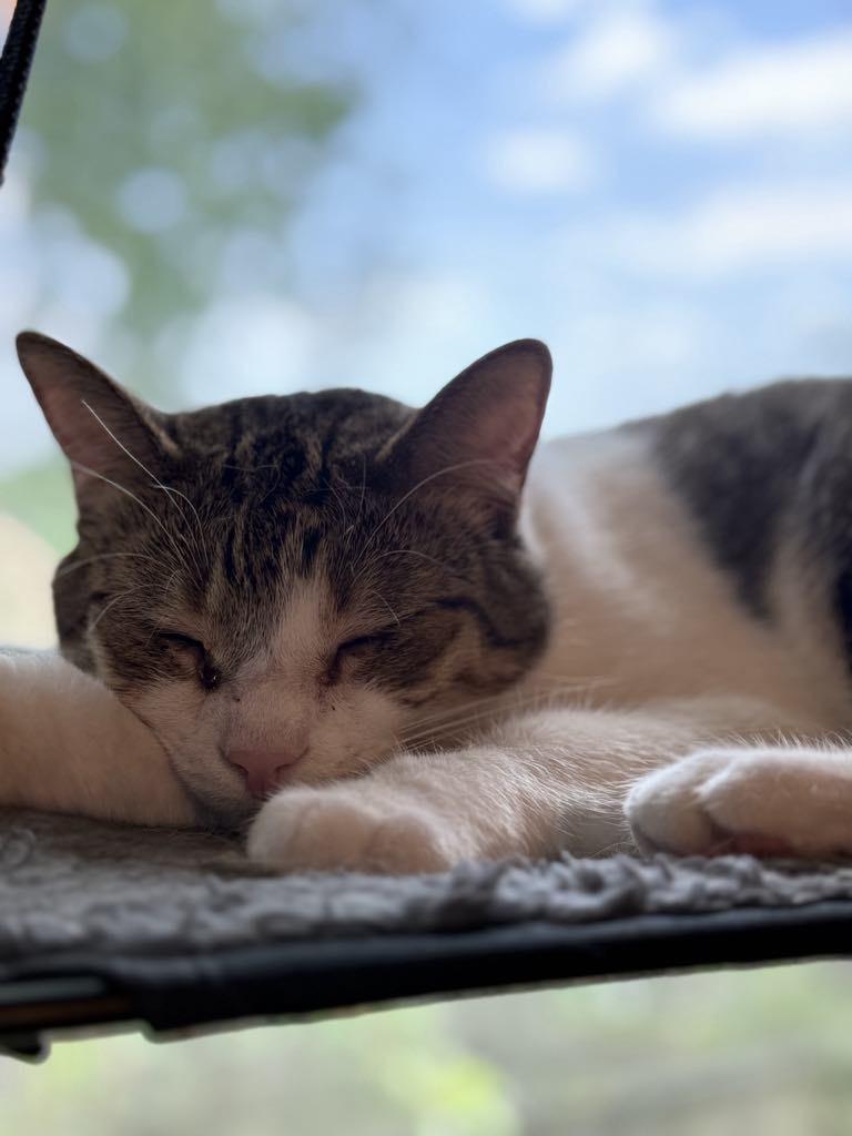 Princess, a Adoptable Domestic Short Hair in Janesville , WI image 5/6