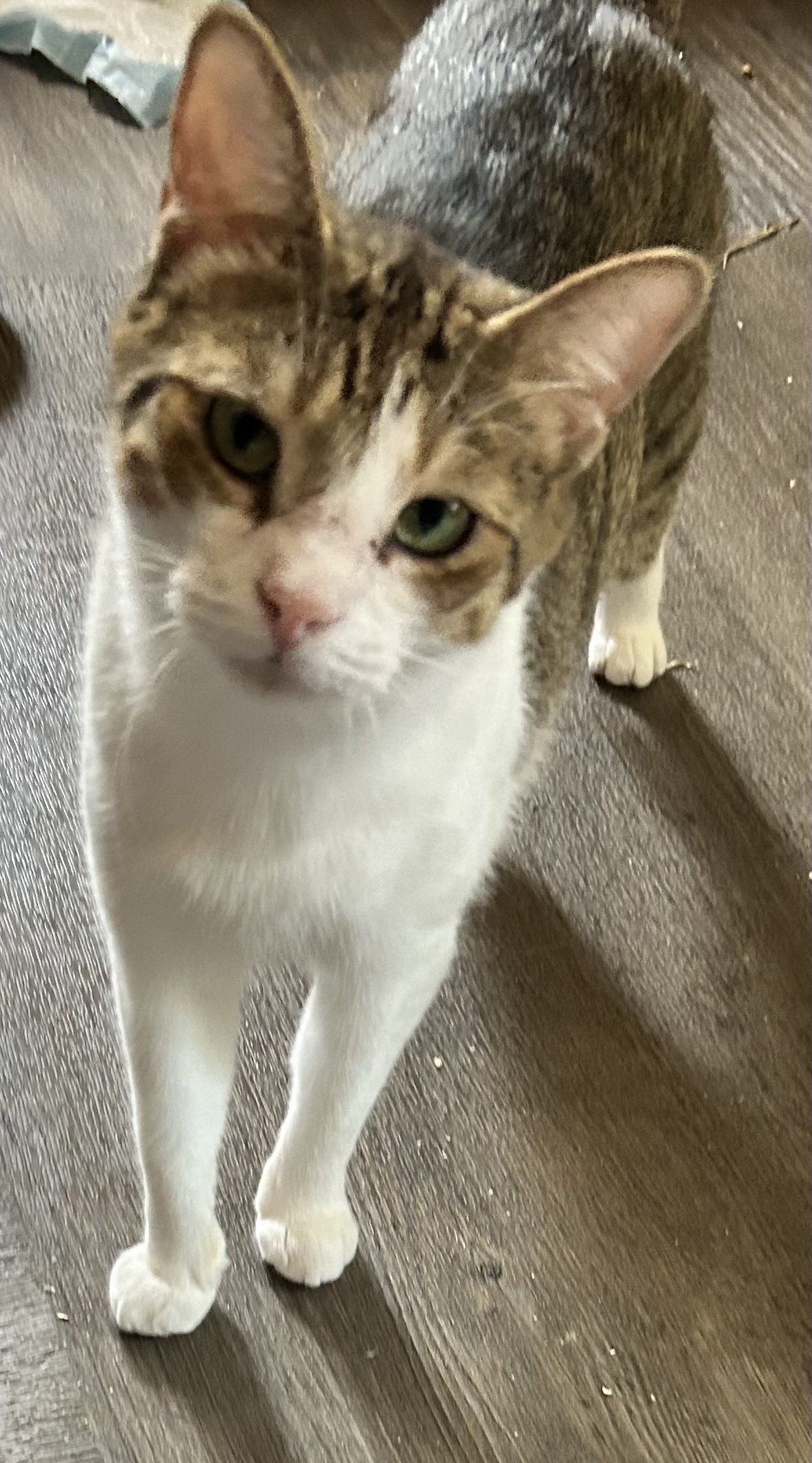 Princess, a Adoptable Domestic Short Hair in Janesville , WI image 6/6