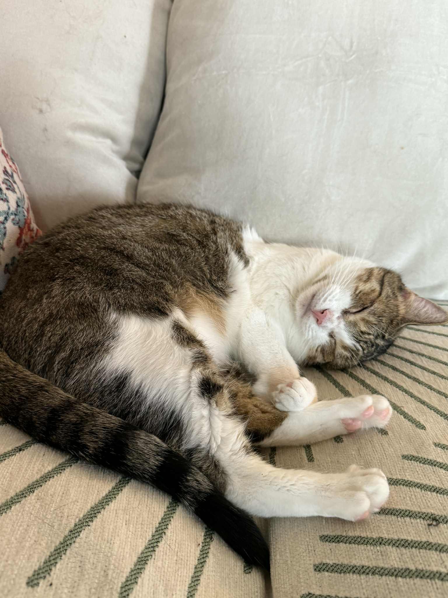 Princess, a Adoptable Domestic Short Hair in Janesville , WI image 3/6