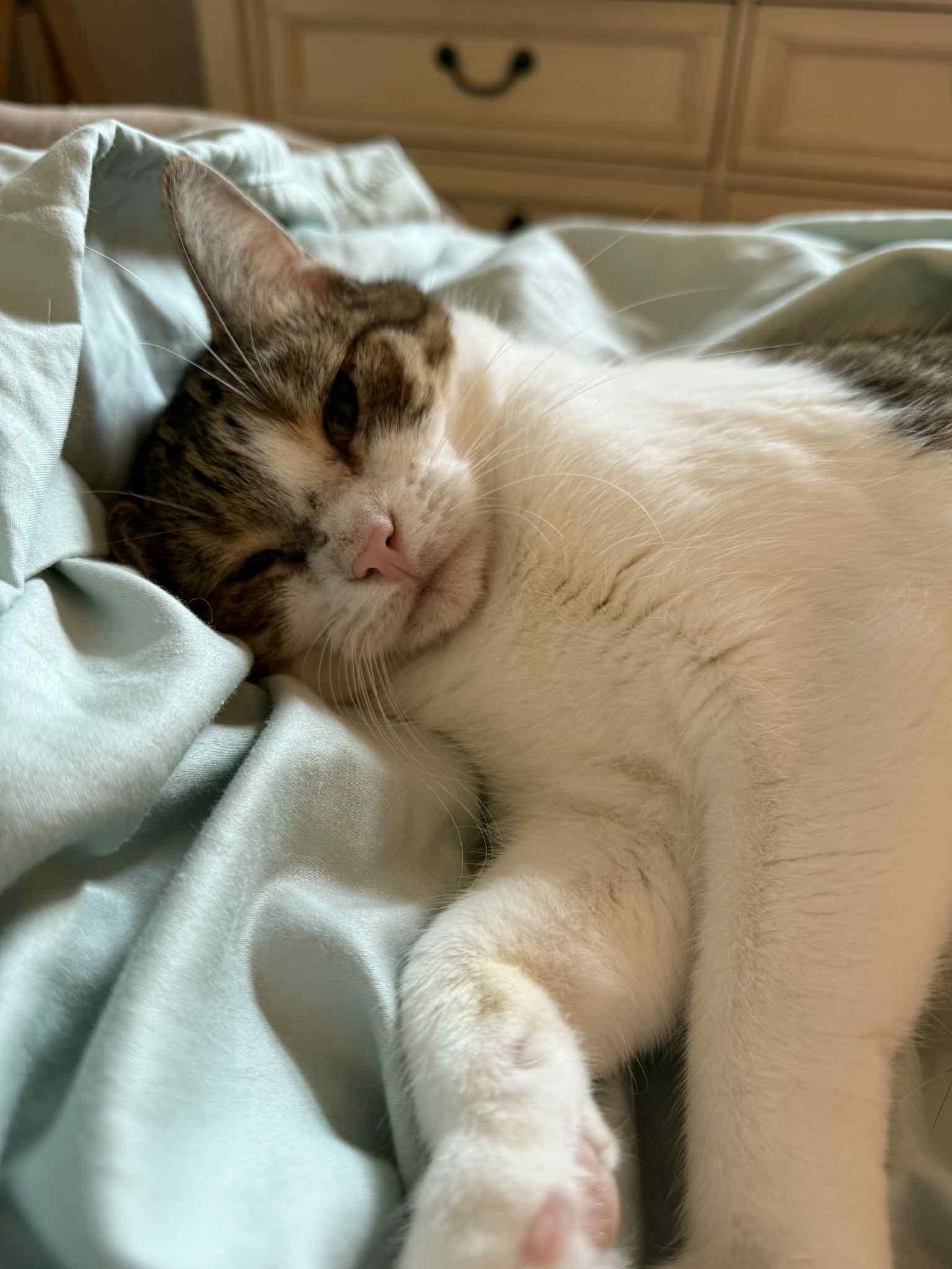 Princess, Adoptable, Young Female Domestic Short Hair.