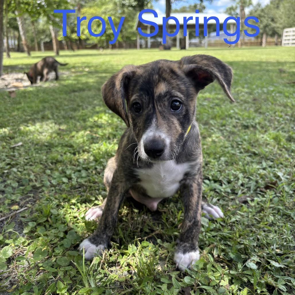 TROY Springs, Adoptable, Puppy Male Chihuahua & Mixed Breed.