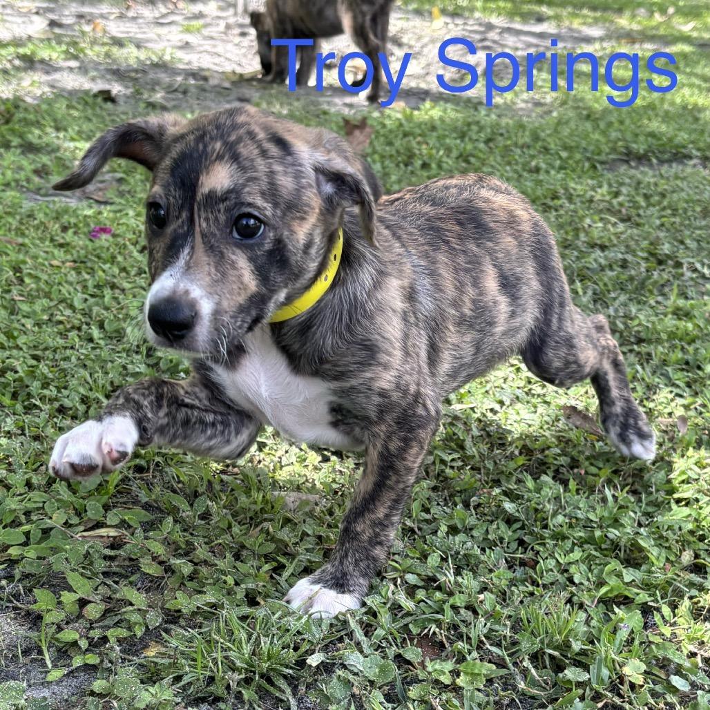 Enlarge TROY Springs, a Adoptable mixed breed in Wellington, FL image 2/5