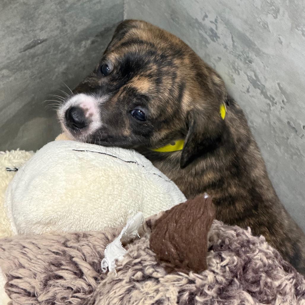 Enlarge TROY Springs, a Adoptable mixed breed in Wellington, FL image 3/5