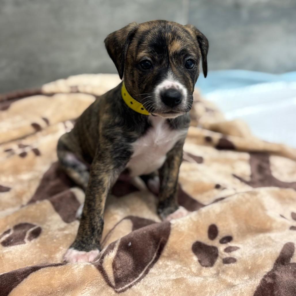 Enlarge TROY Springs, a Adoptable mixed breed in Wellington, FL image 4/5