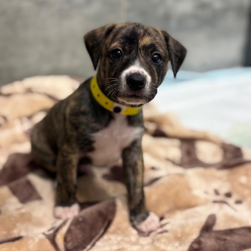 Enlarge TROY Springs, a Adoptable mixed breed in Wellington, FL image 5/5