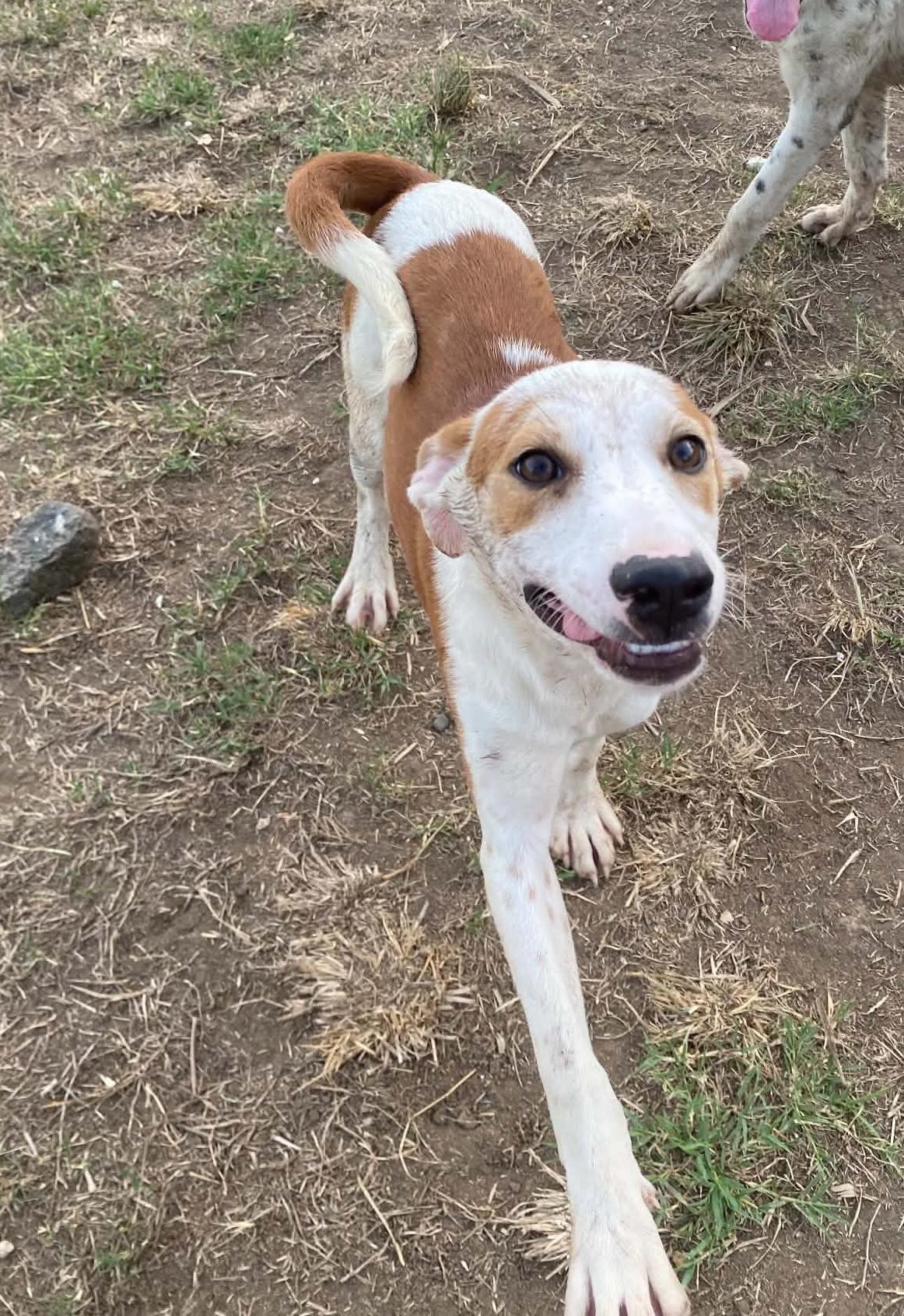 Enlarge Dudley, a ADOPTABLE mixed breed in Milford, NH image 4/4