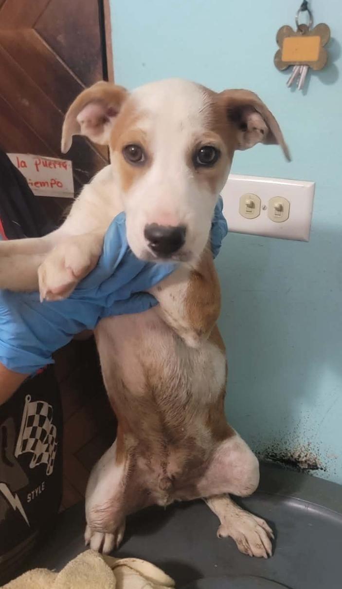 Enlarge Dudley, a ADOPTABLE mixed breed in Milford, NH image 3/4