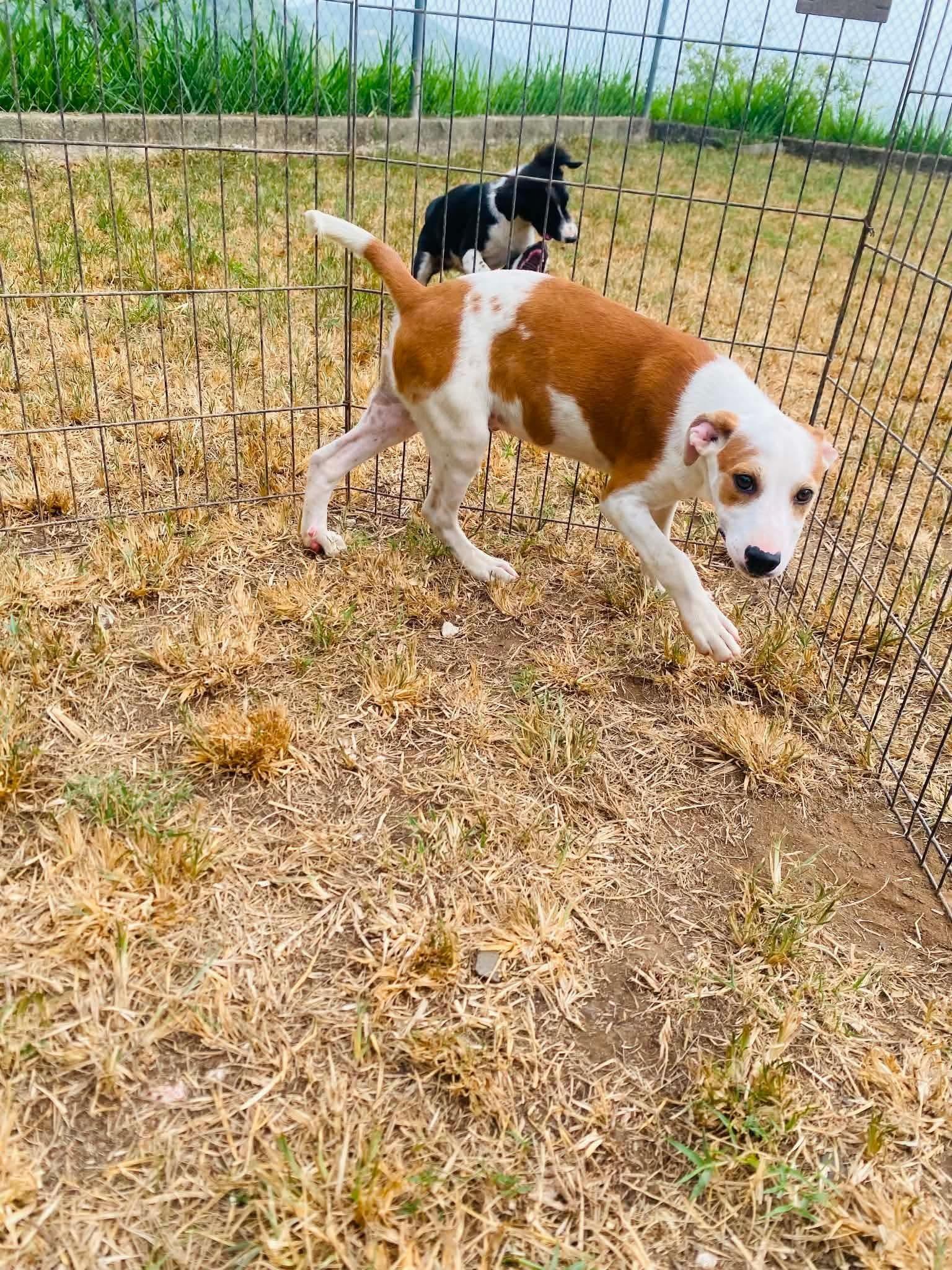 Enlarge Dudley, a ADOPTABLE mixed breed in Milford, NH image 2/4