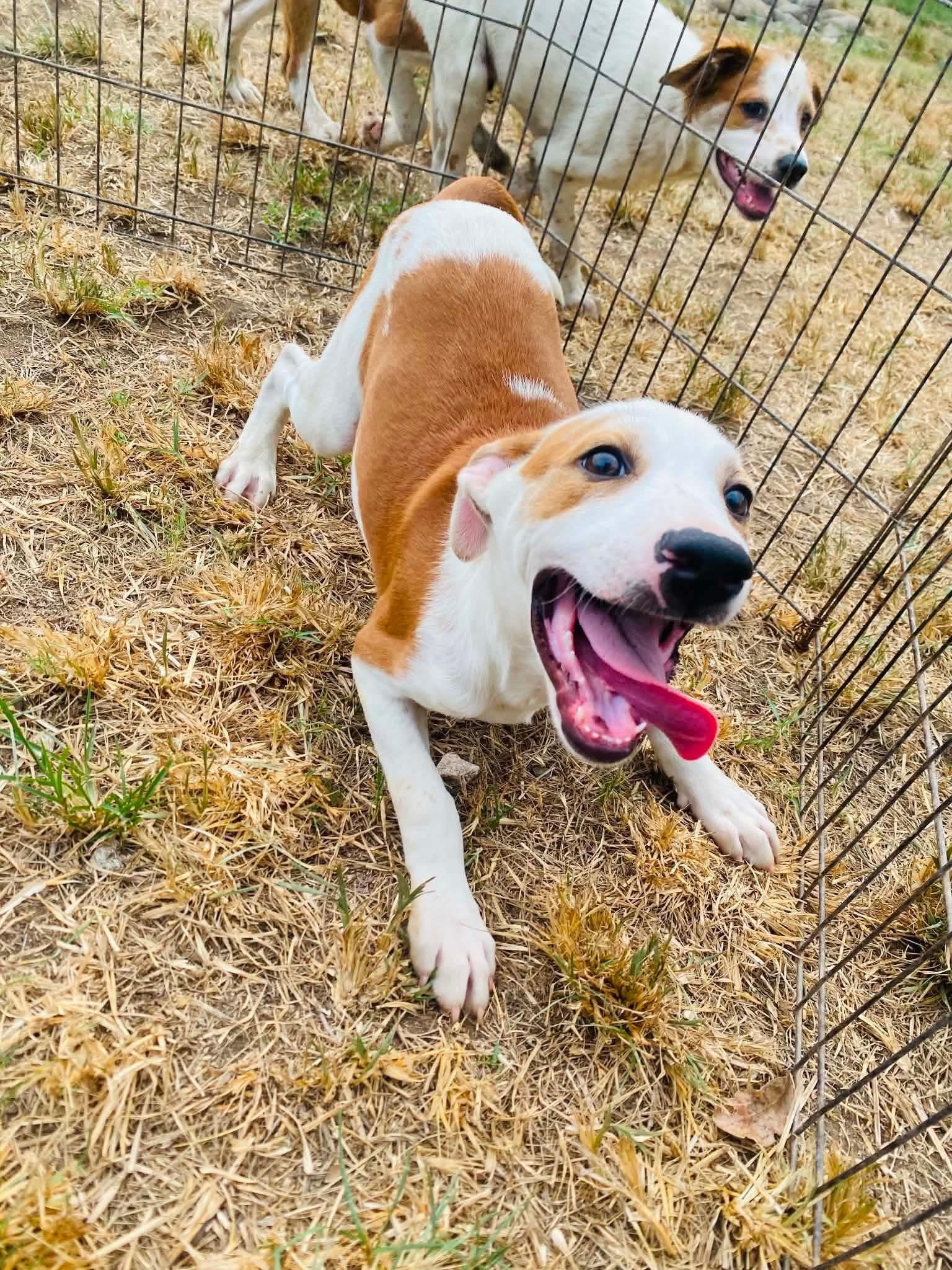 Dudley, ADOPTABLE, Young Male Labrador Retriever.