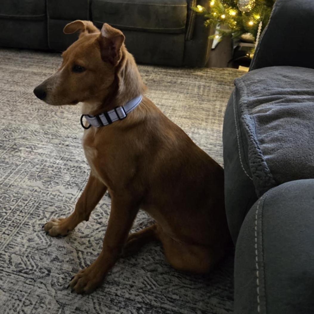 Mimi, a Adoptable mixed breed in Linesville , PA image 1/4