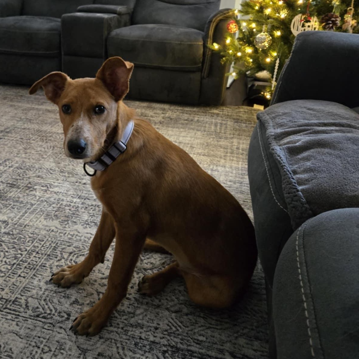 Mimi, a Adoptable mixed breed in Linesville , PA image 3/4