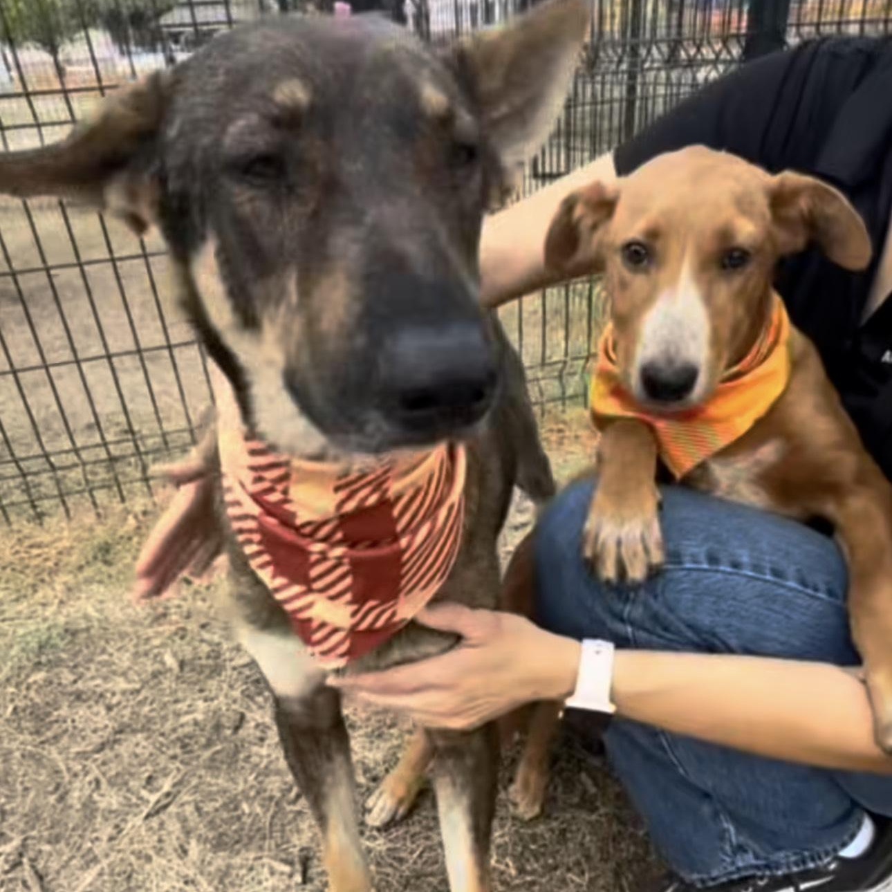 Mimi, a Adoptable mixed breed in Linesville , PA image 4/4