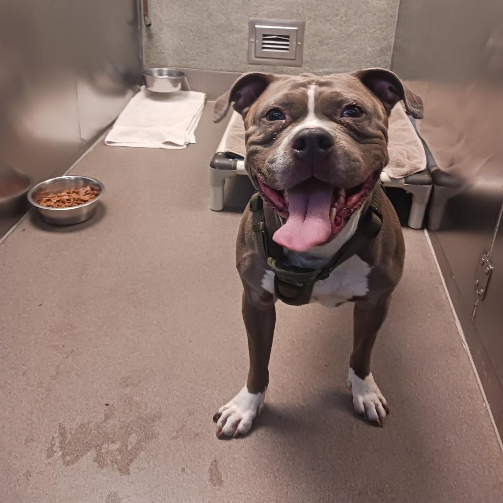 Bop It, a Adoptable Pit Bull Terrier in Baltimore, MD image 1/3