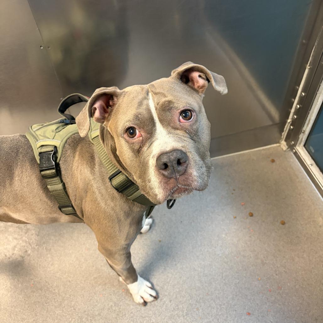 Bop It, a Adoptable Pit Bull Terrier in Baltimore, MD image 2/3