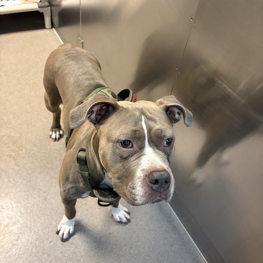 Bop It, a Adoptable Pit Bull Terrier in Baltimore, MD image 3/3