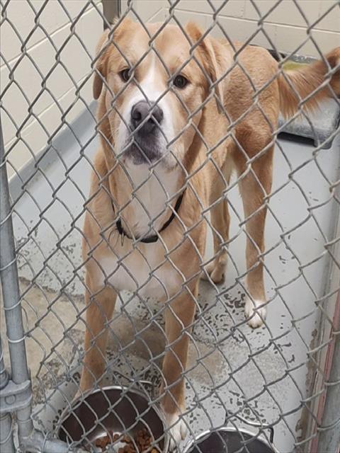 Enlarge CHUBBY, a Adoptable mixed breed in Anchorage, AK image 1/1