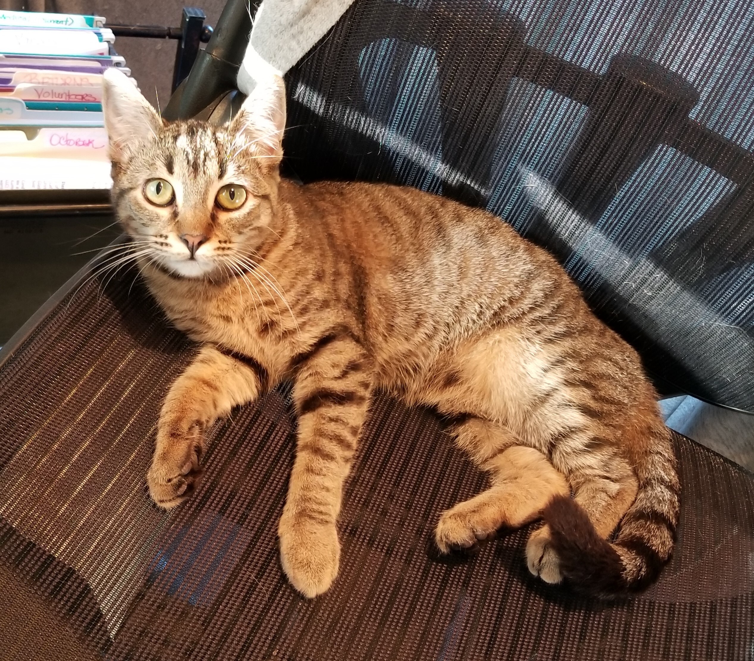 Rheya, a Adoptable mixed breed in Monrovia, CA image 5/5