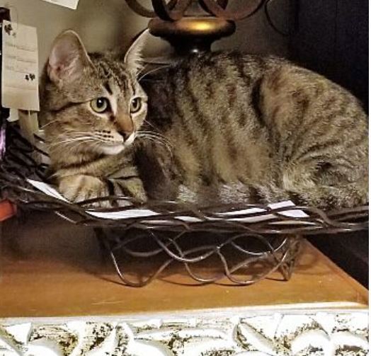 Rheya, an adoptable Tabby, Domestic Short Hair in Monrovia, CA, 91016 | Photo Image 2