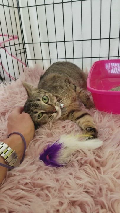 Enlarge Rheya, a Adoptable mixed breed in Monrovia, CA video 2/5