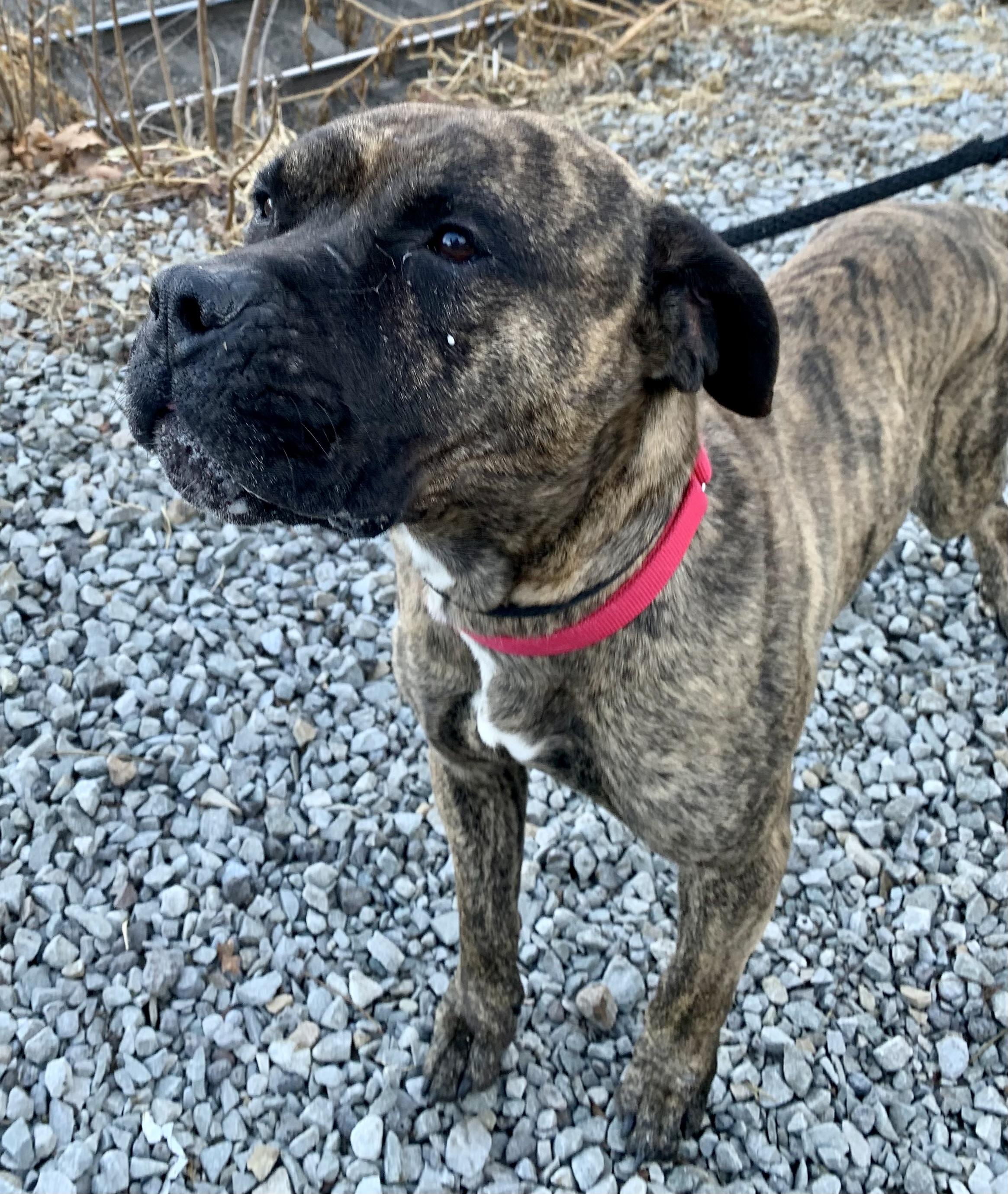 Enlarge Dasher , a ADOPTABLE Mixed Breed in McKeesport, PA image 4/5