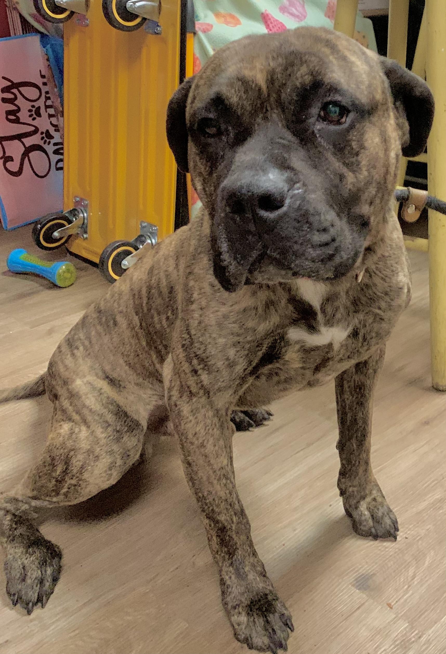 Dasher , an adoptable Mixed Breed in McKeesport, PA image 5/5