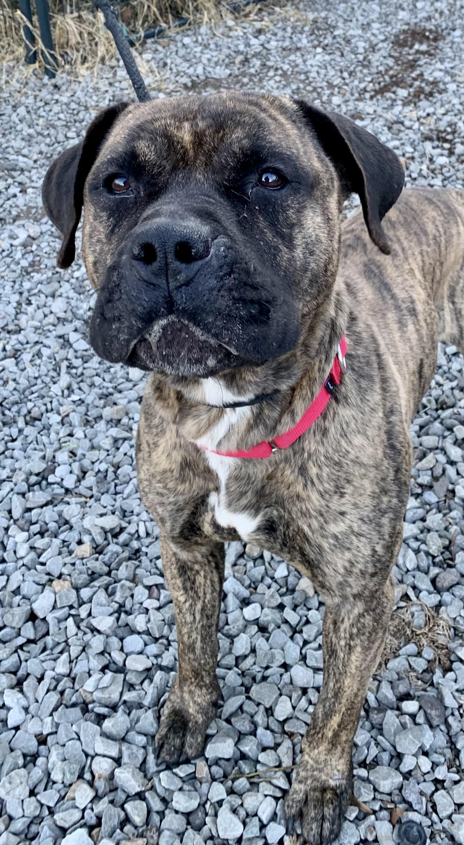 Enlarge Dasher , a ADOPTABLE Mixed Breed in McKeesport, PA image 3/5