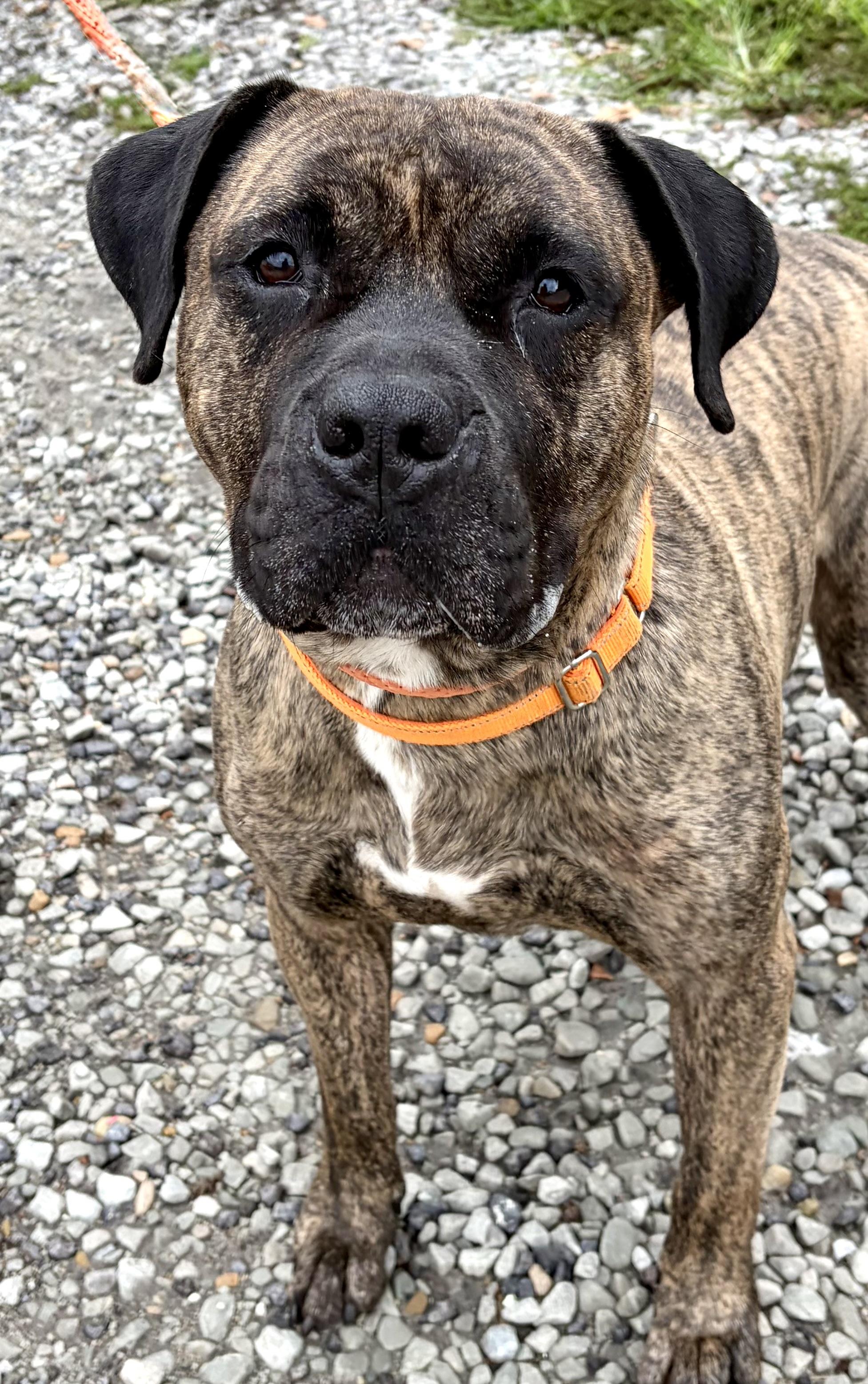 Enlarge Dasher , a Adopted Mastiff in McKeesport, PA image 4/6