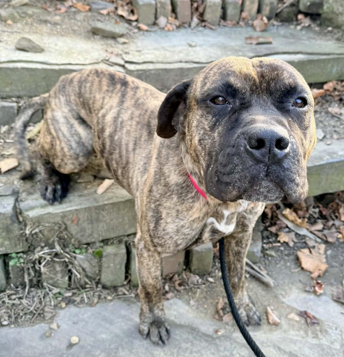 Enlarge Dasher , a ADOPTABLE Mixed Breed in McKeesport, PA image 1/5