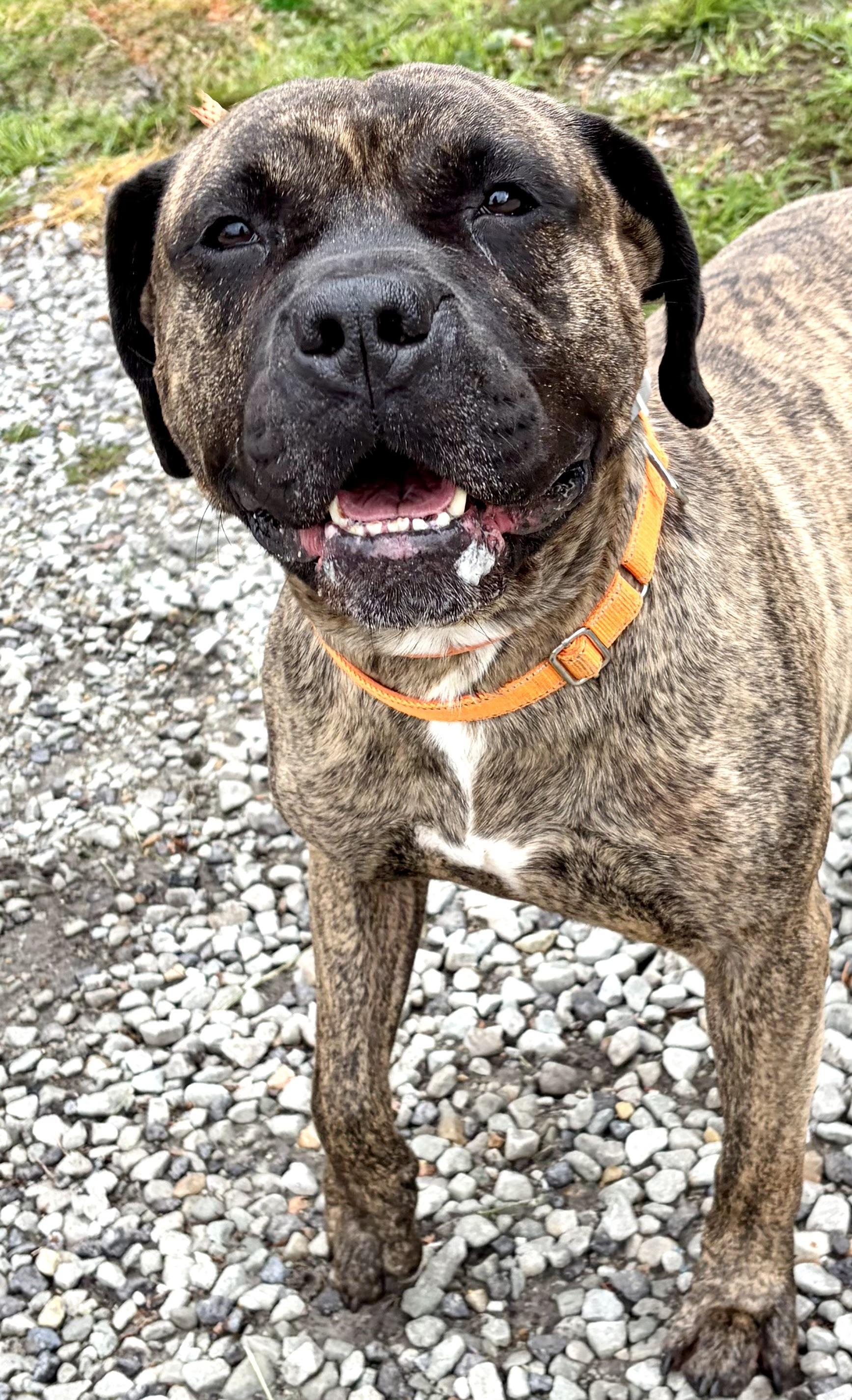 Enlarge Dasher , a Adopted Mastiff in McKeesport, PA image 5/6