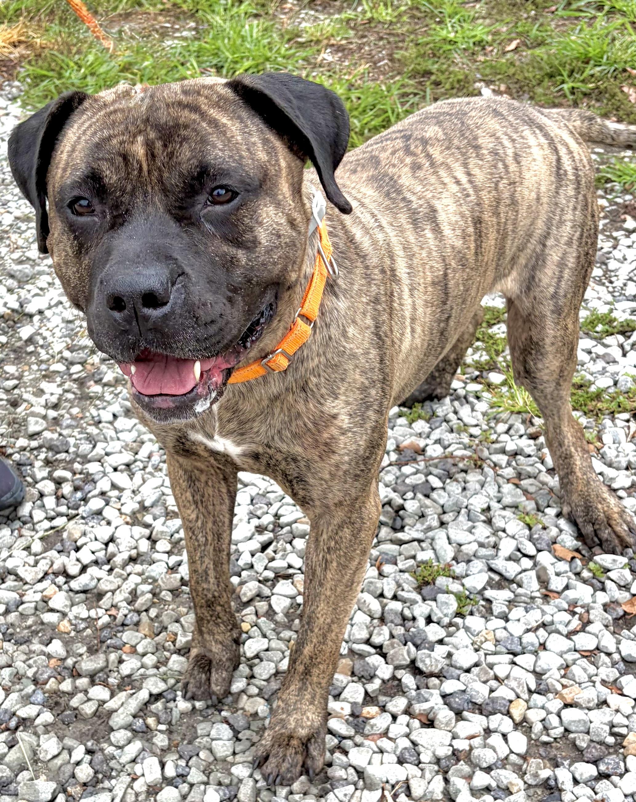 Enlarge Dasher , a Adopted Mastiff in McKeesport, PA image 3/6