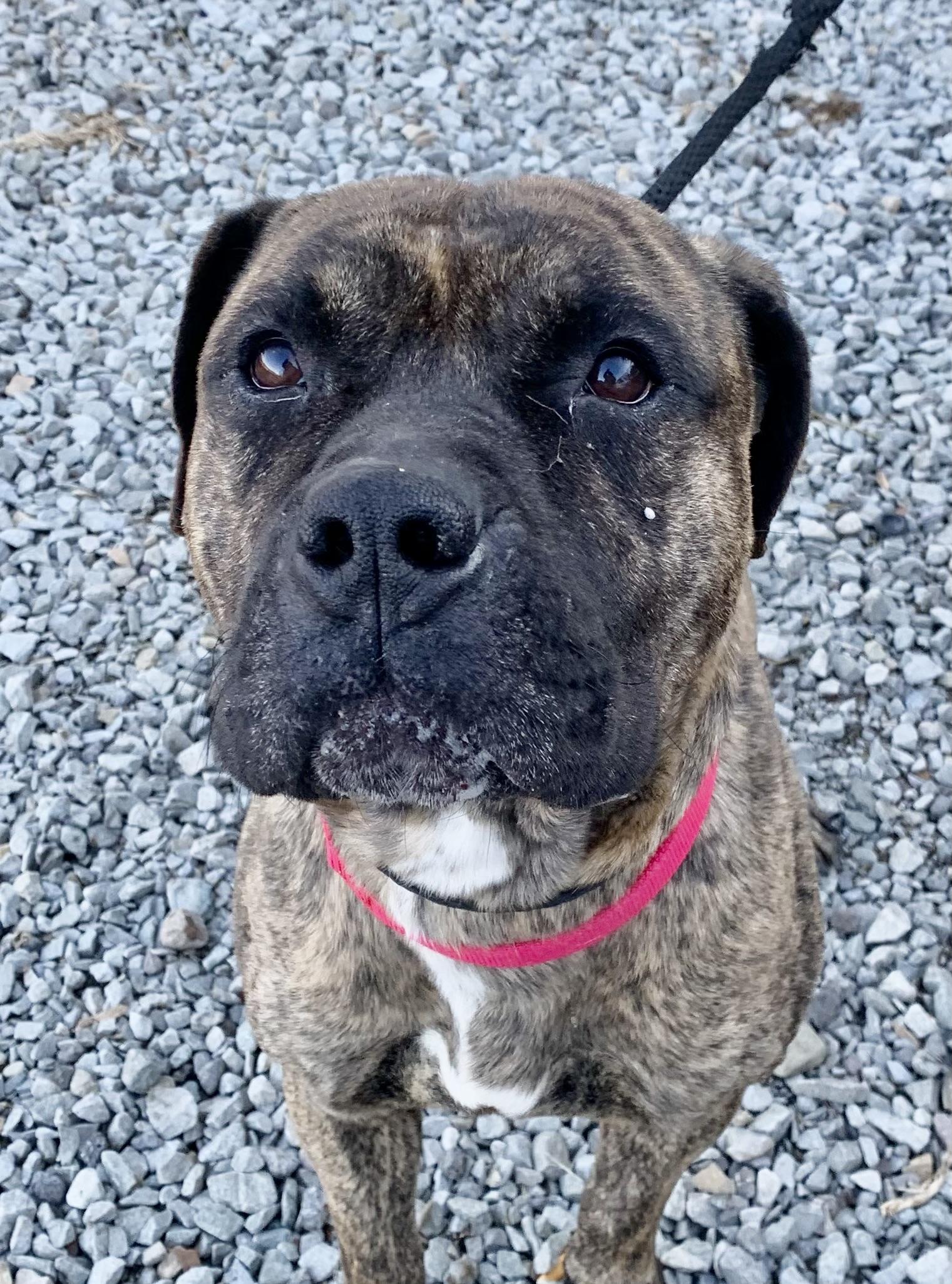 Enlarge Dasher , a ADOPTABLE Mixed Breed in McKeesport, PA image 2/5