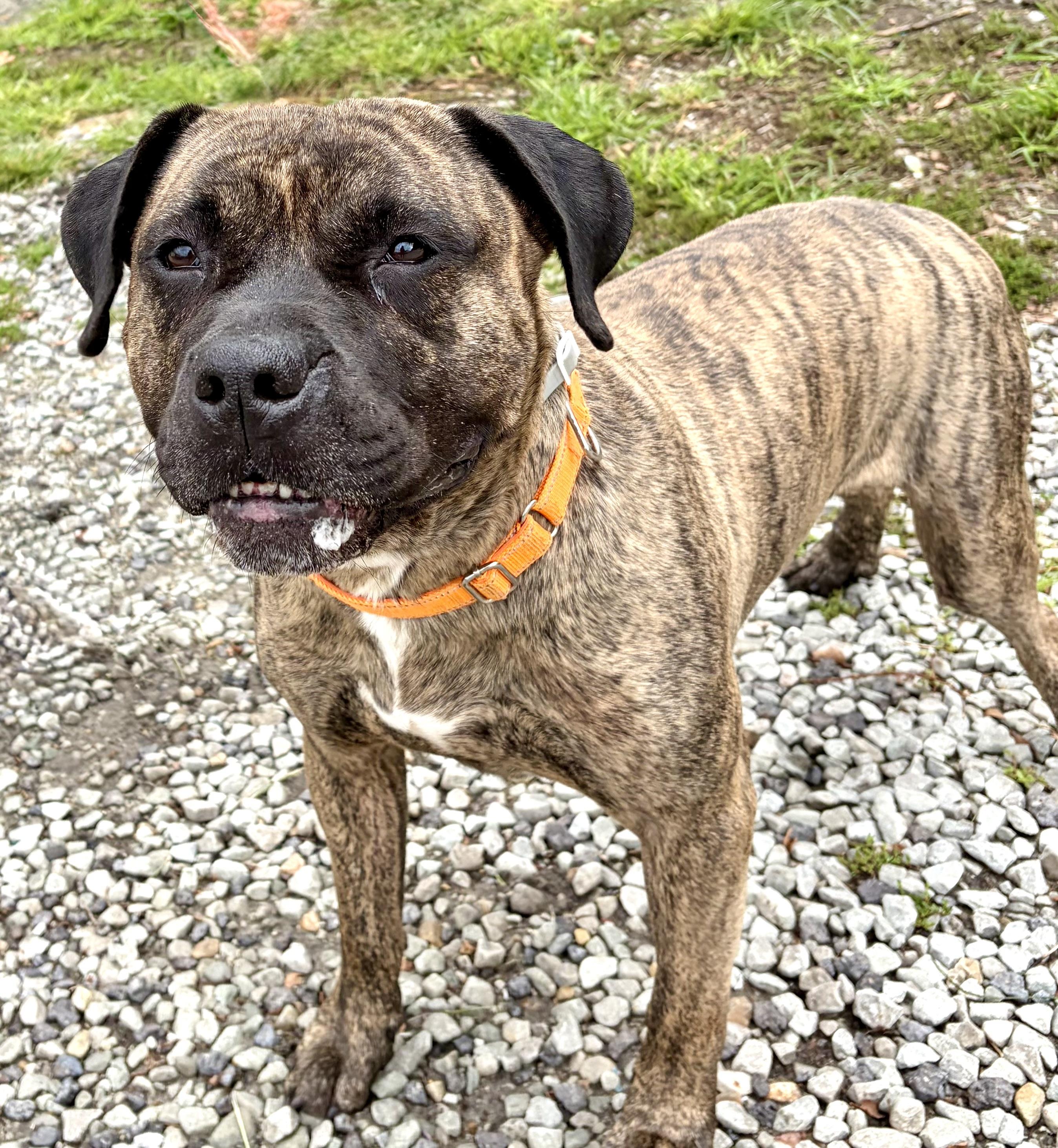 Enlarge Dasher , a Adopted Mastiff in McKeesport, PA image 1/6