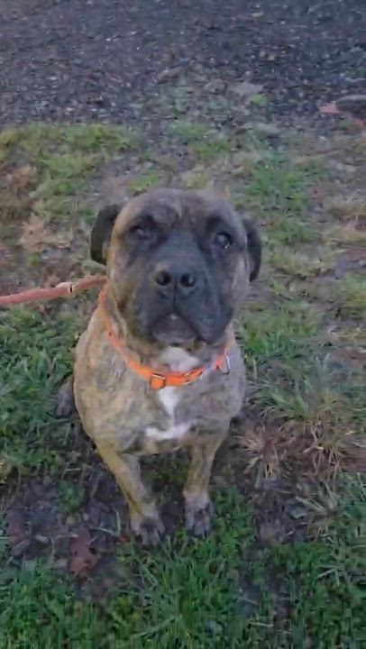 Enlarge Dasher , a Adopted Mastiff in McKeesport, PA video 6/6