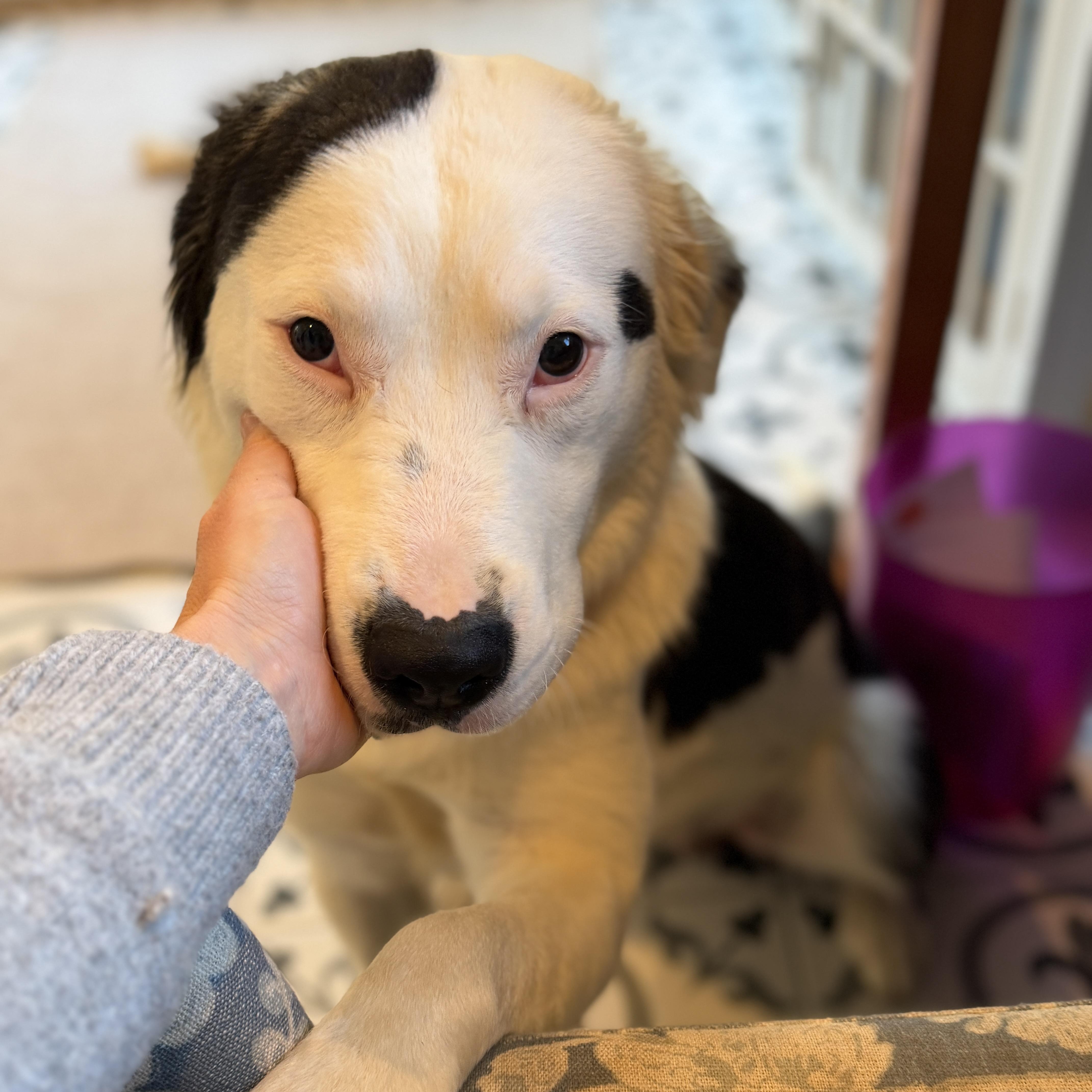 Kash, ADOPTABLE, Puppy Male Australian Shepherd & Bulldog.