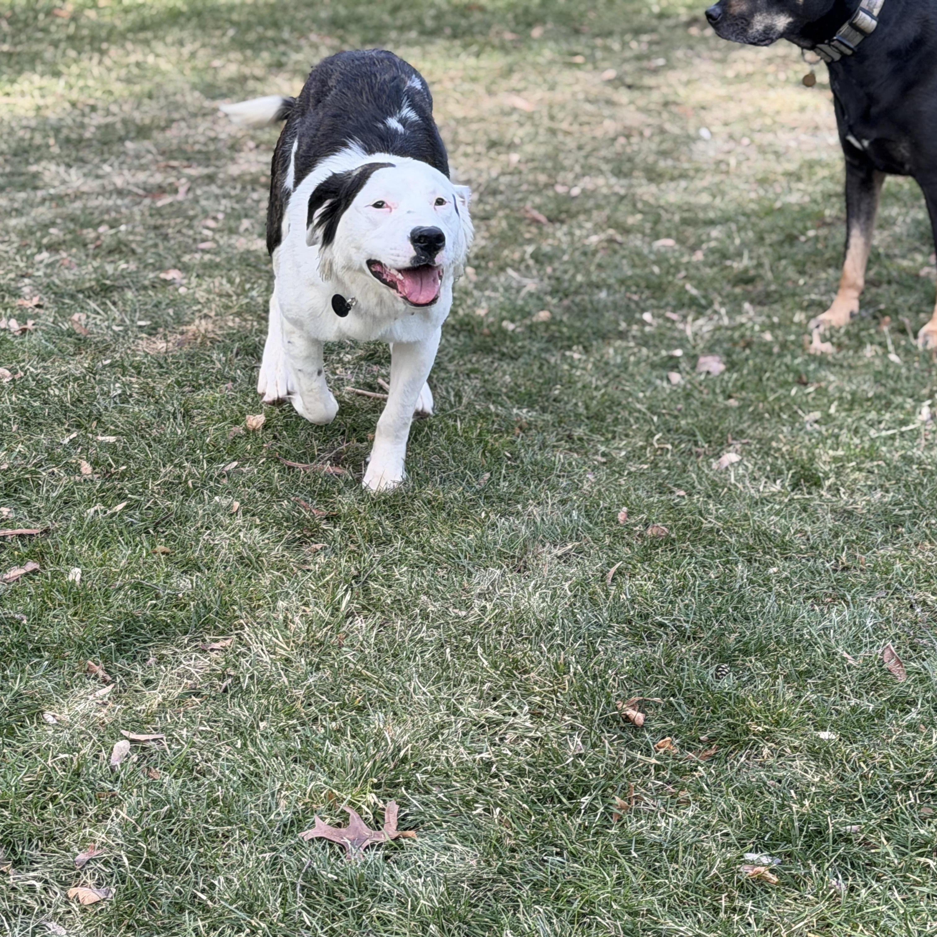 Enlarge Kash, a ADOPTABLE mixed breed in Chatham, NJ image 3/4