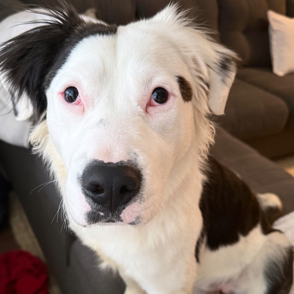 Enlarge Kash, a ADOPTABLE mixed breed in Chatham, NJ image 2/4