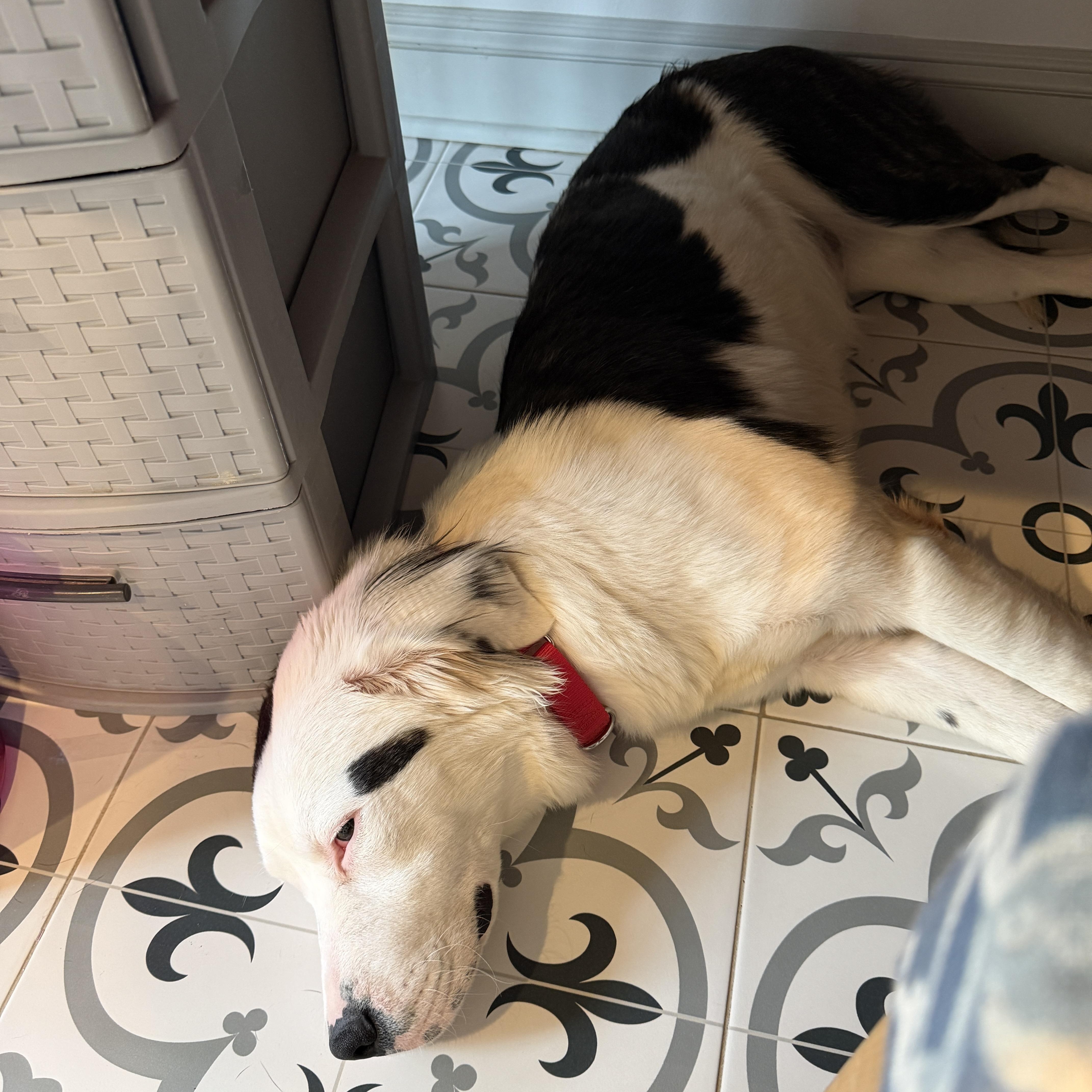 Enlarge Kash, a ADOPTABLE mixed breed in Chatham, NJ image 4/4