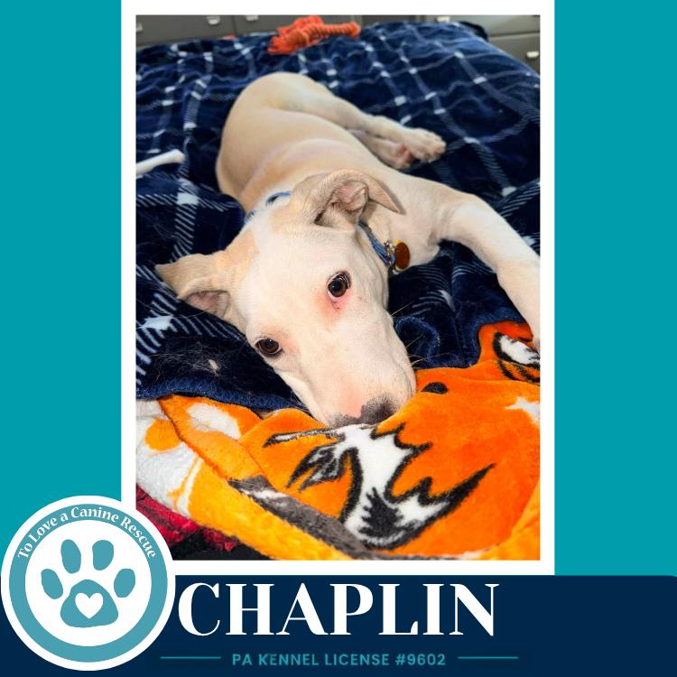 Enlarge Chaplin (Silent Film Stars) 082226, a Adoptable mixed breed in Kimberton, PA image 1/5
