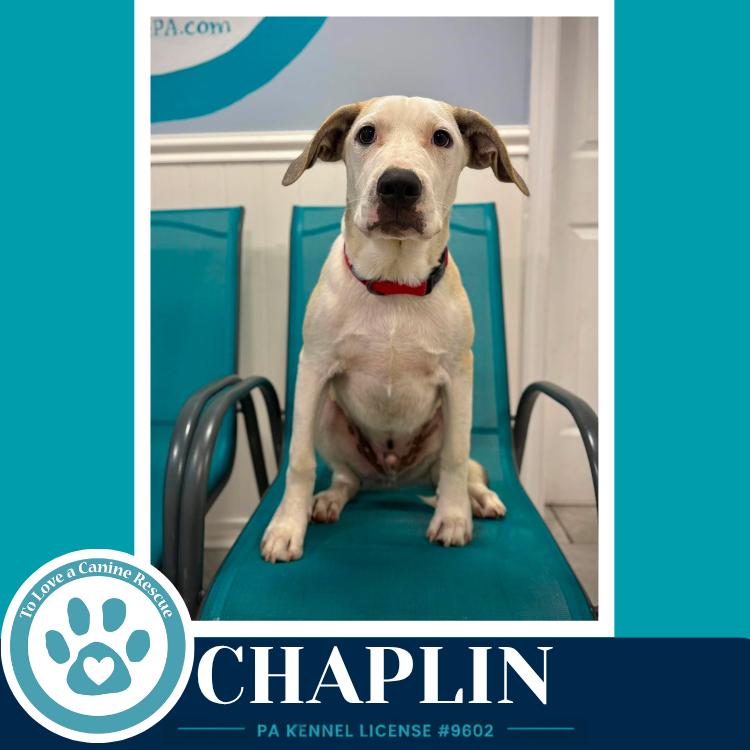 Enlarge Chaplin (Silent Film Stars) 082226, a Adoptable mixed breed in Kimberton, PA image 2/5